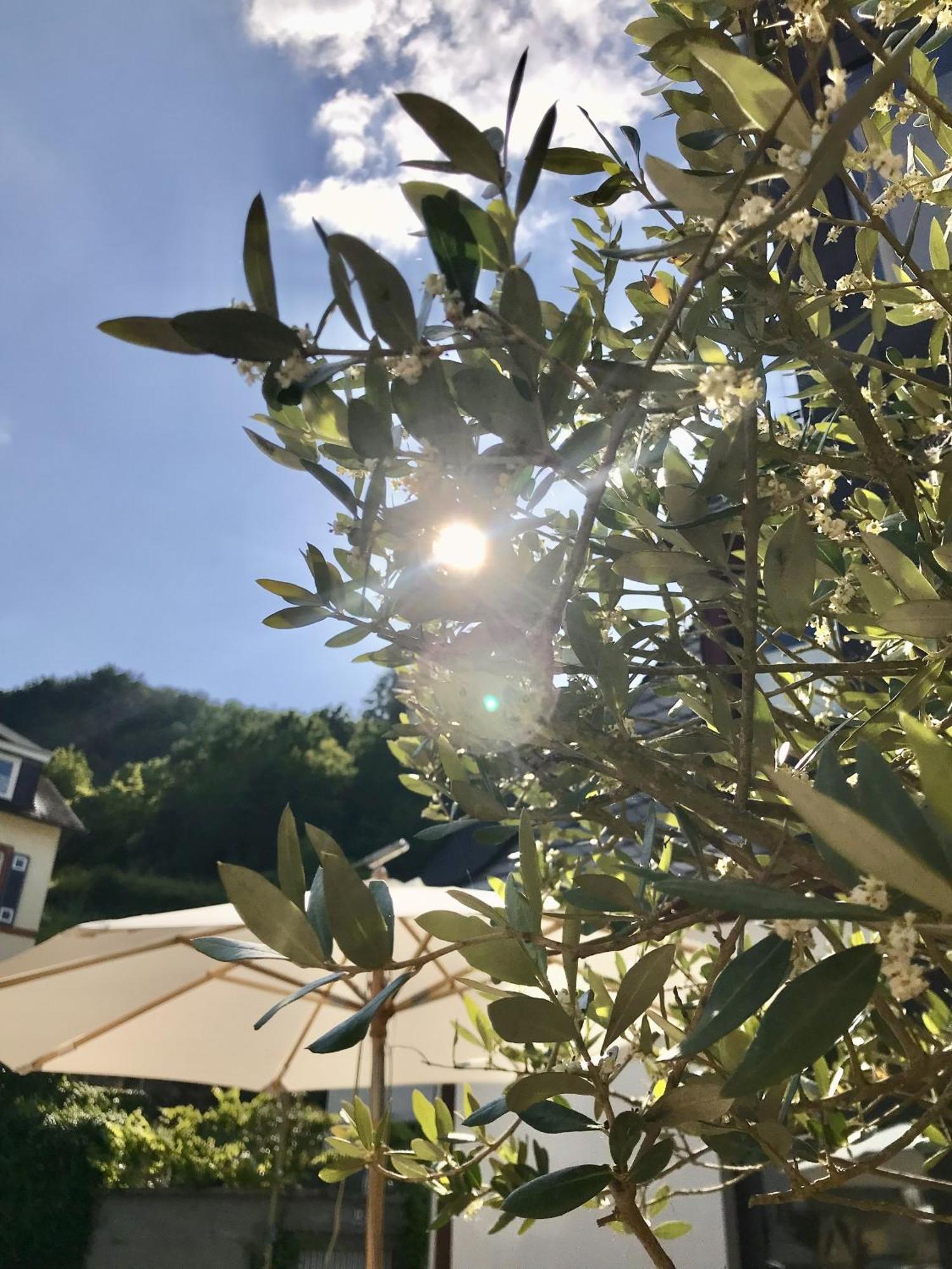 Hotel Villa Vie Cochem Dış mekan fotoğraf